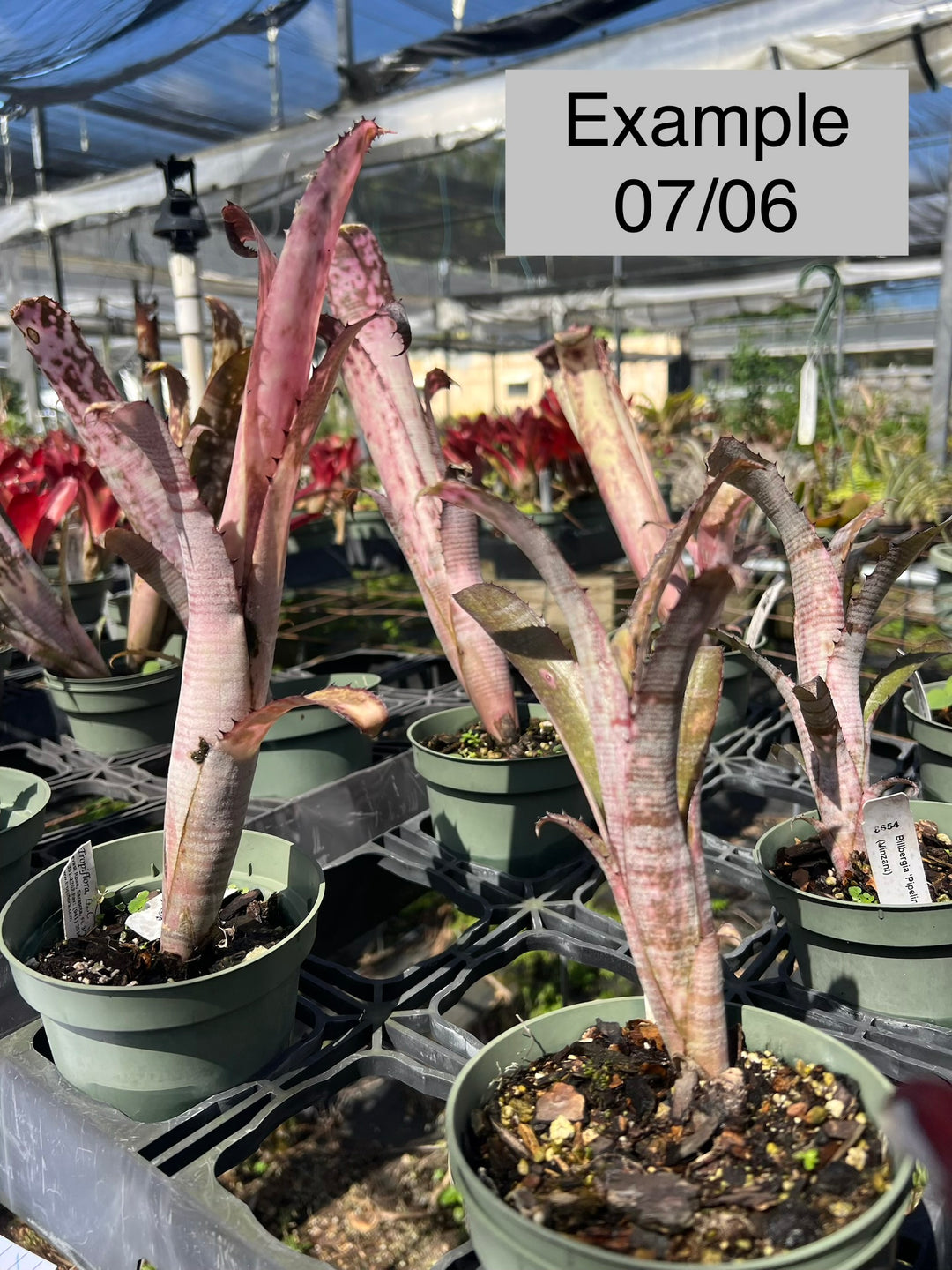 Billbergia 'Pipeline' – Tropiflora