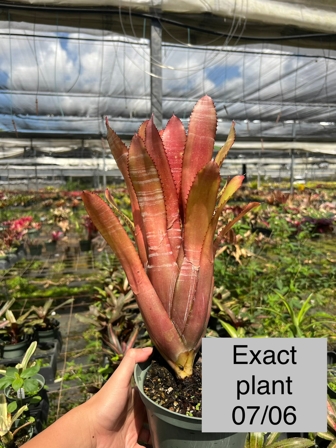 Aechmea phanerophlebia 'Rosea' – Tropiflora