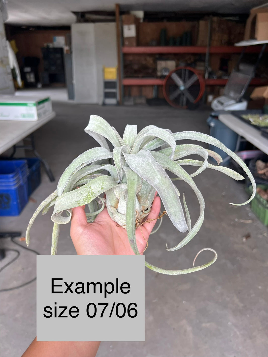 Tillandsia 'Bea Correale' – Tropiflora