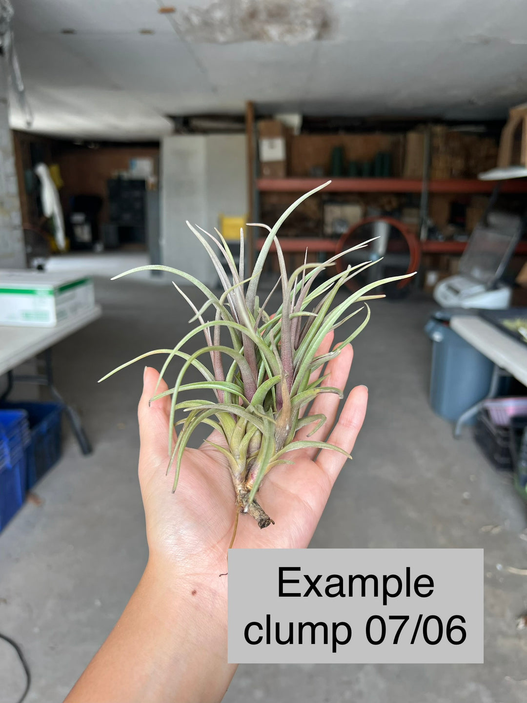 Tillandsia 'Mystic Haze' – Tropiflora