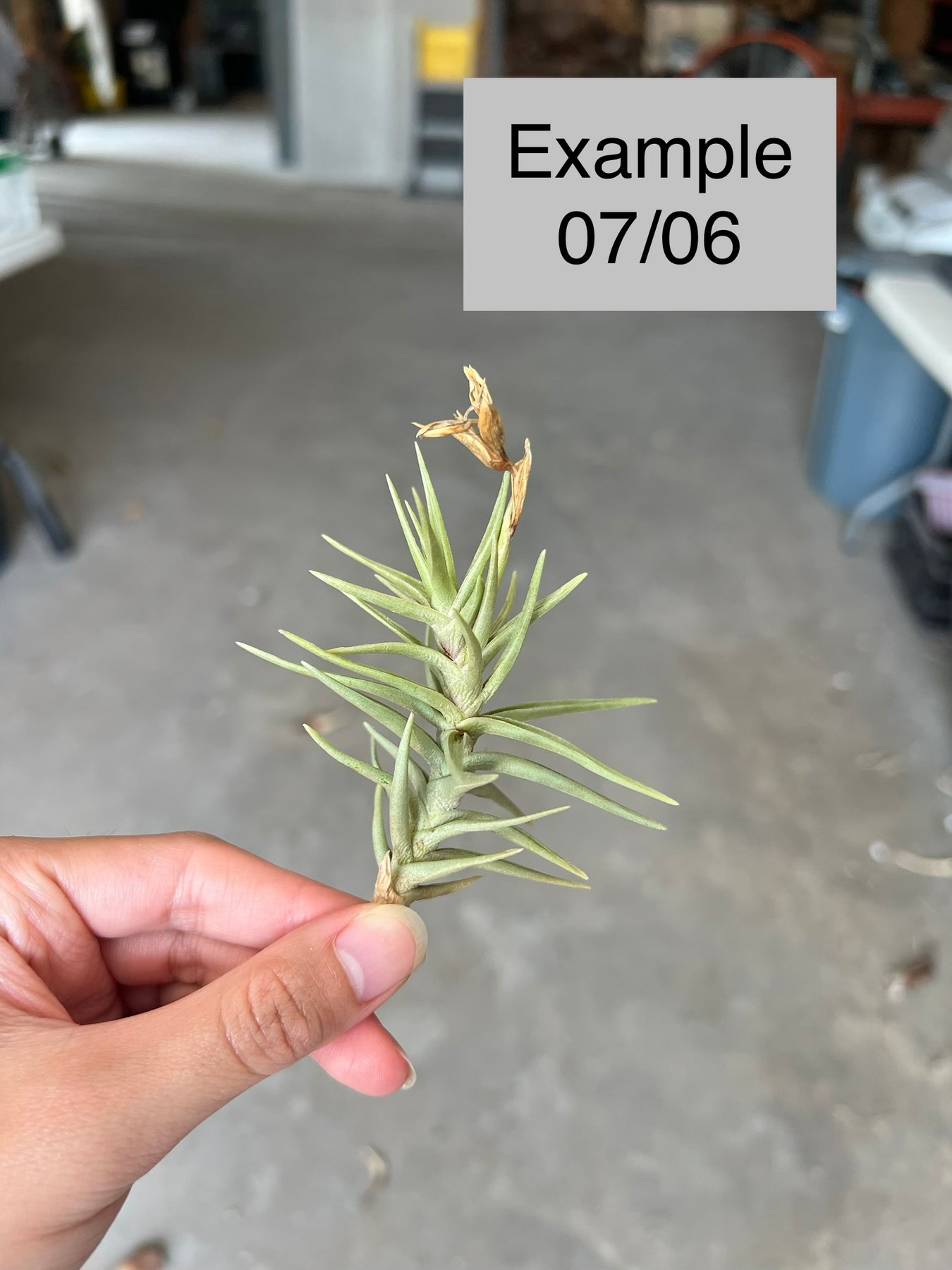 Tillandsia tenuifolia v. cocoensis – Tropiflora
