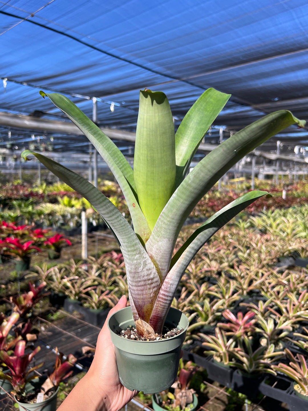 ブロメリア・エアープランツ Alcantarea Moray Alcantarea imperialis (brasiliana) – Tropiflora