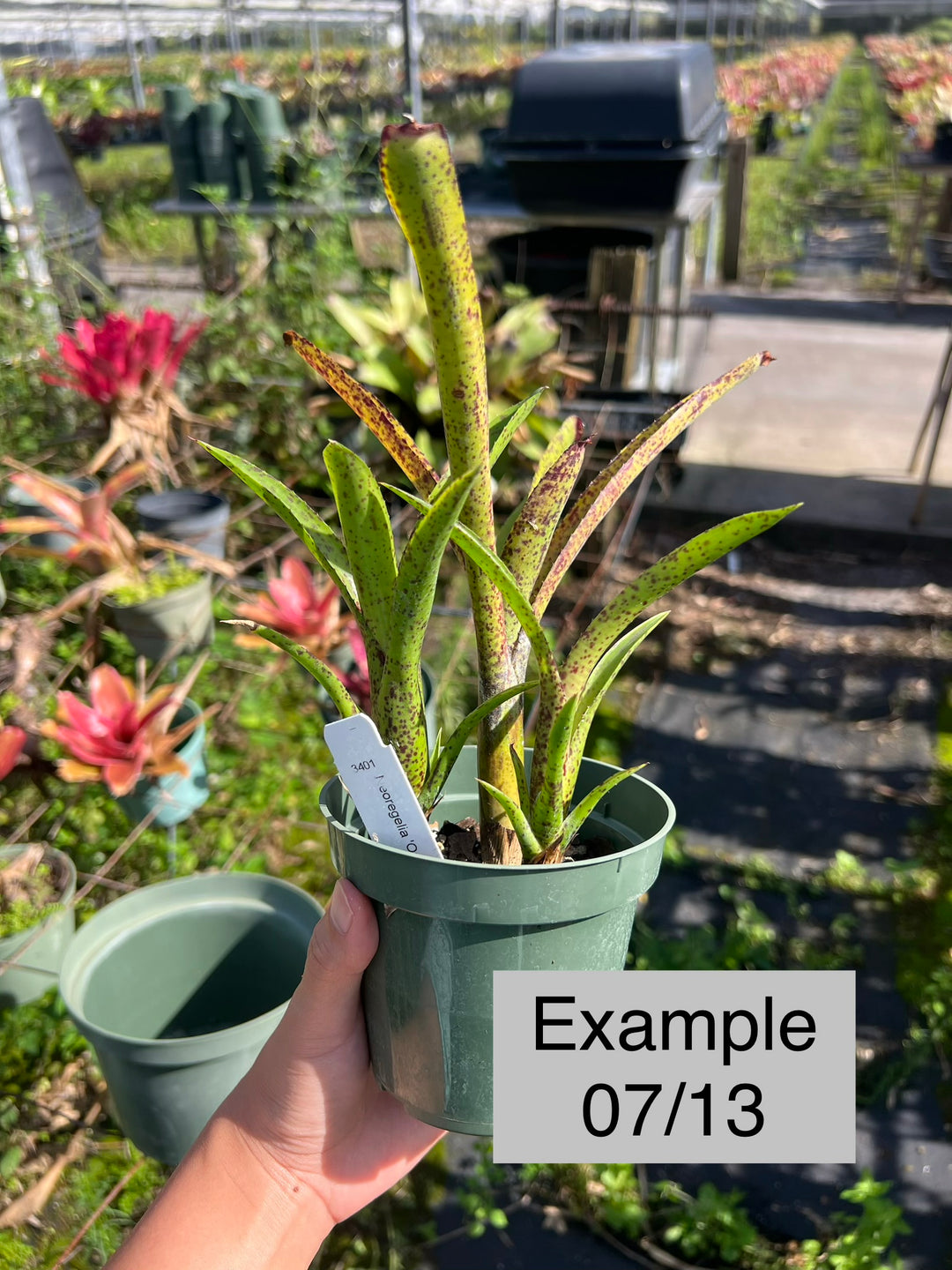 Neoregelia 'Ounce of Purple' – Tropiflora