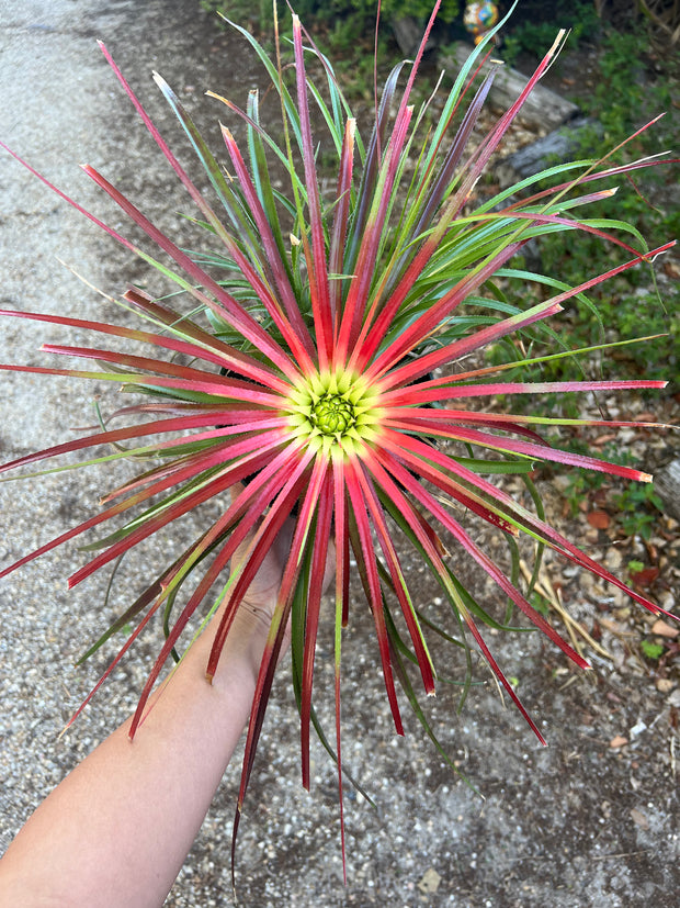 Sincorea species ex. Karl Green