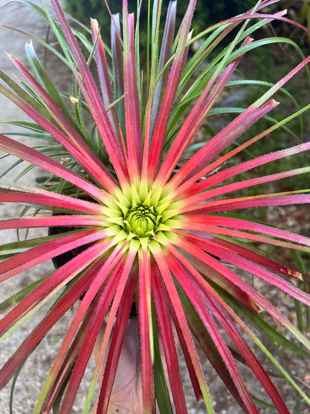 Sincorea species ex. Karl Green