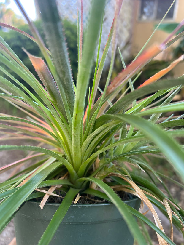 Sincorea species ex. Karl Green