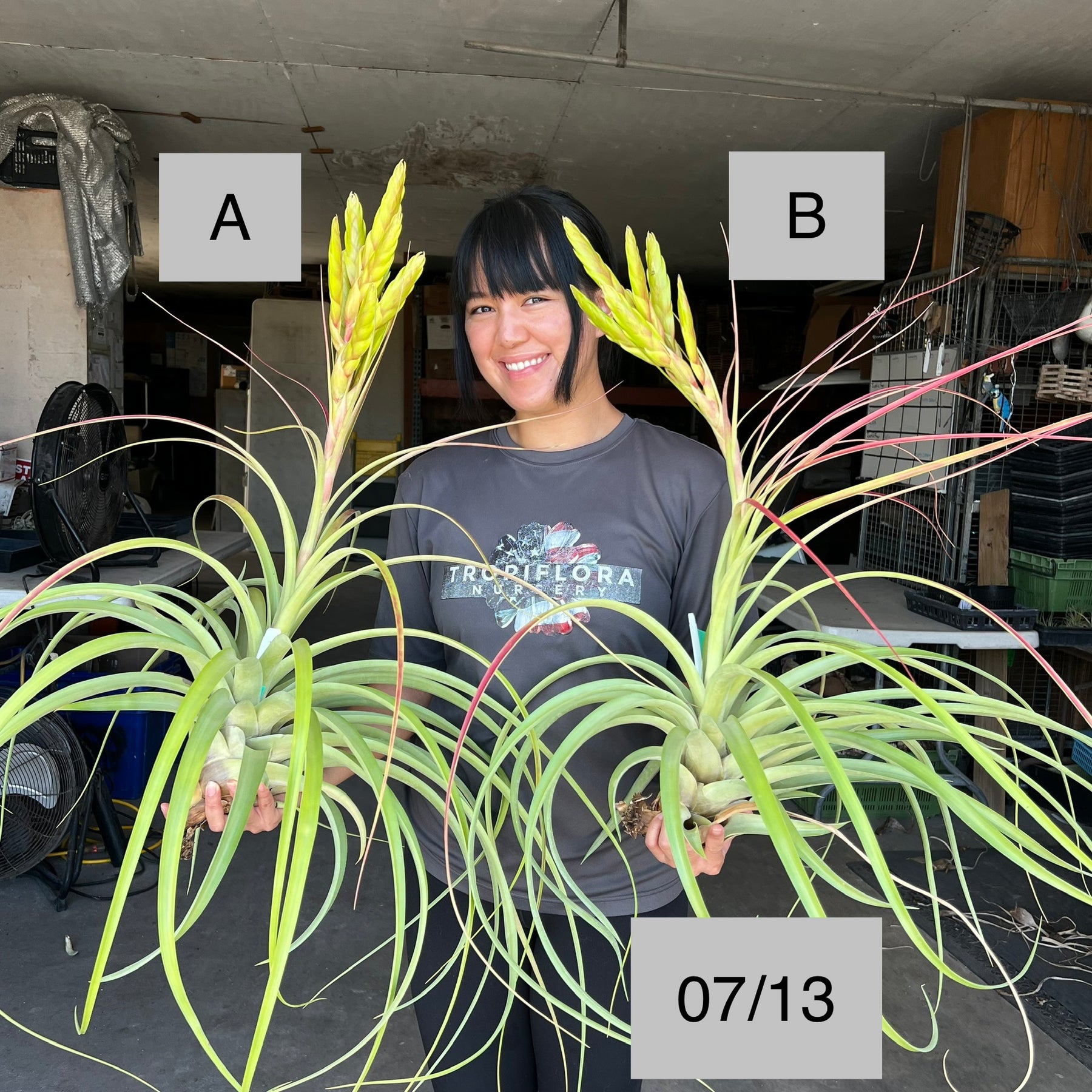 Tillandsia 'Bahia' – Tropiflora
