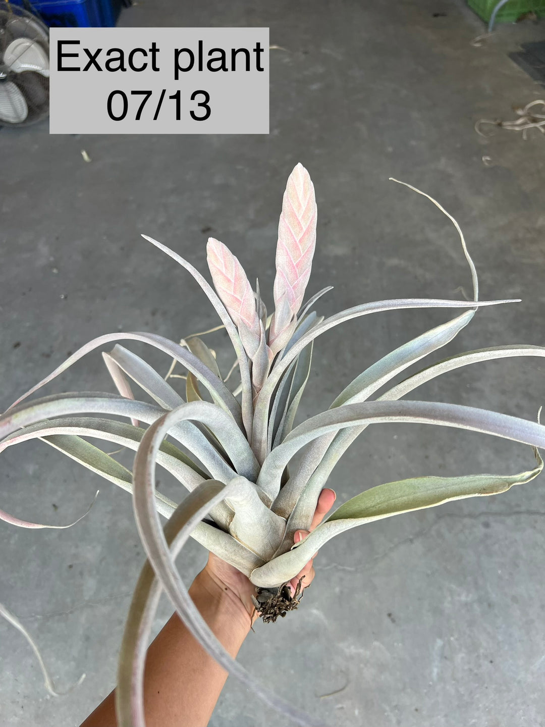 Tillandsia chiapensis 'Gigantesco' – Tropiflora