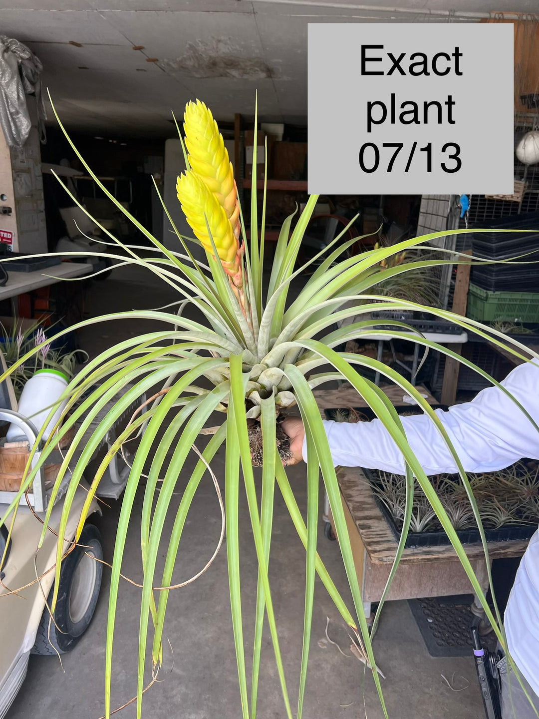 Tillandsia jaliscomonticola 'Branched Form' – Tropiflora