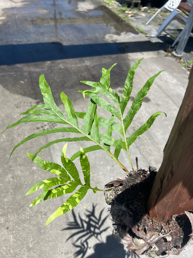 Drynaria quercifolia variegated