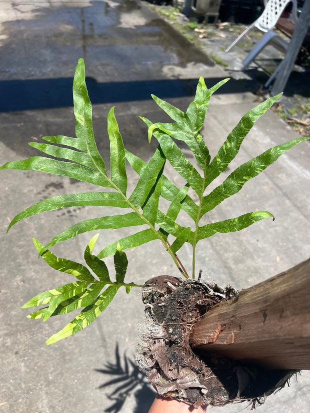 Drynaria quercifolia variegated