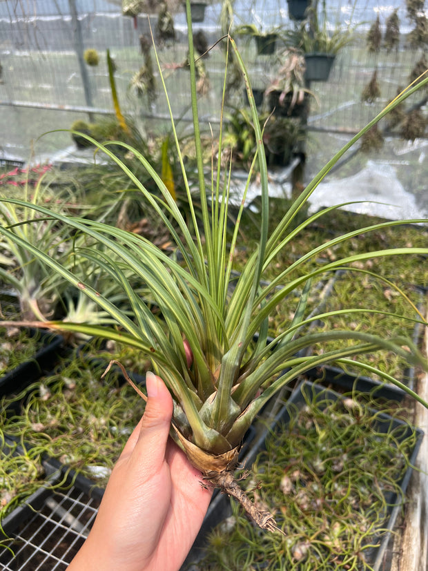 Tillandsia 'Hawaiian Classic'