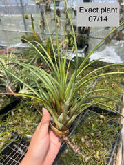 Tillandsia 'Hawaiian Classic'