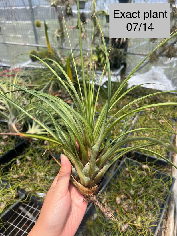 Tillandsia 'Hawaiian Classic'
