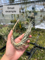 Tillandsia tomekii
