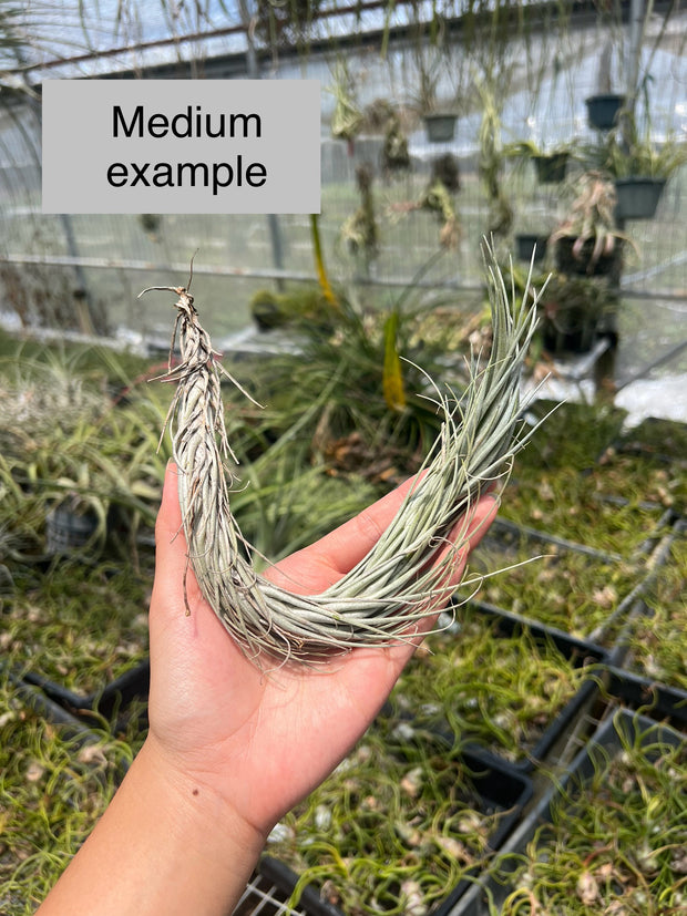 Tillandsia tomekii