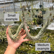 Tillandsia tomekii