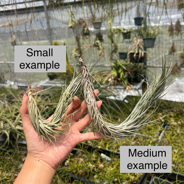 Tillandsia tomekii