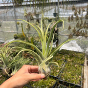 Tillandsia 'Selerepton'