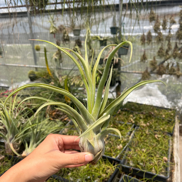 Tillandsia 'Selerepton'