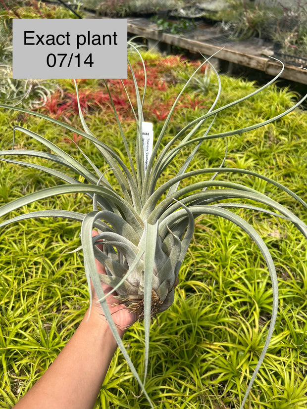 Tillandsia 'Cosmopolitan'
