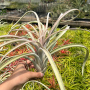 Tillandsia 'Pink Lemonade'