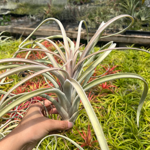 Tillandsia 'Pink Lemonade'