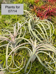 Tillandsia 'Pink Lemonade'