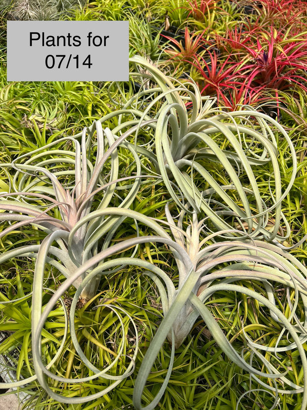Tillandsia 'Pink Lemonade'