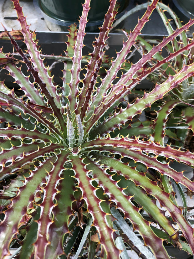 Hechtia glomerata Xichu Guanajuato