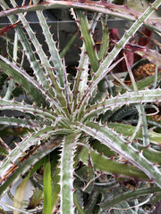 Hechtia glomerata Xichu Guanajuato