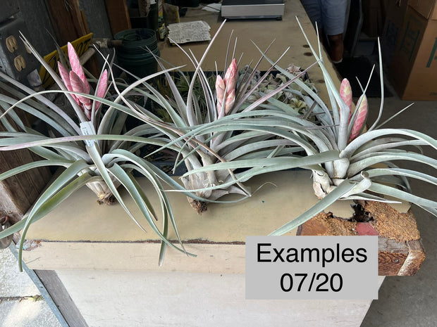 Tillandsia 'Steve' – Tropiflora