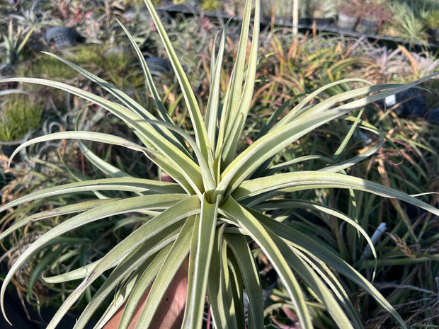 Tillandsia 'Pandora's Box'