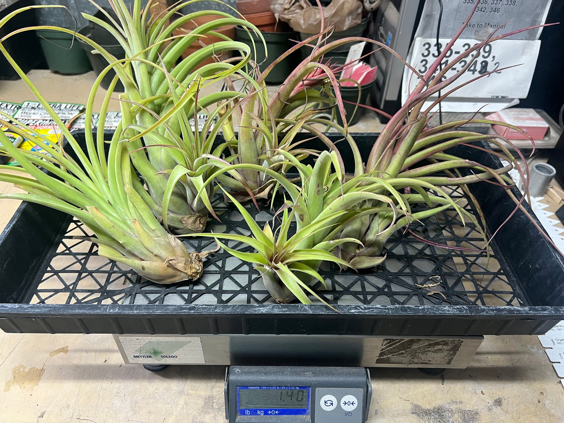 Tropiflora Tillandsias Air Plants