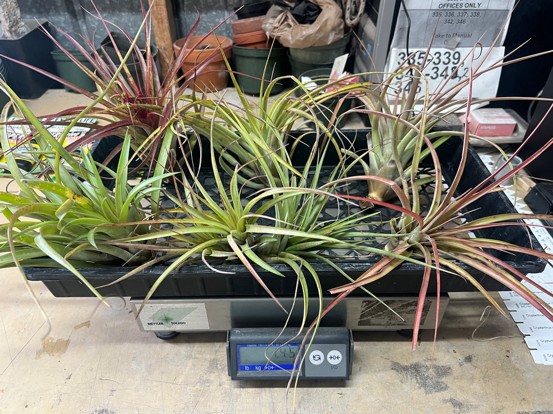 ブロメリア・エアープランツ Tillandsia exserta x 'Joel' #J068 YCB ブロメリア・エアープランツ Tillandsia exserta x 'Joel' #J068 YCB