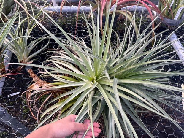 Tillandsia duratii x streptcarpa ティランジア Tillandsia duratii x stricta – Tropiflora