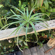 Hechtia glomerata