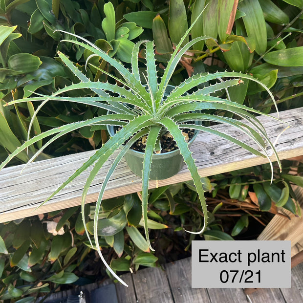 Hechtia glomerata