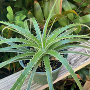Hechtia glomerata