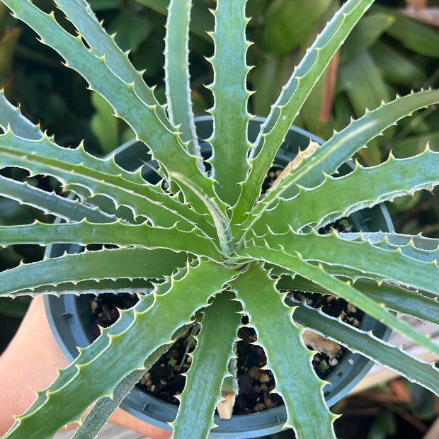 Hechtia glomerata