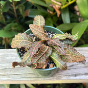 Euphorbia francoisii crassicaulis rubrifolia