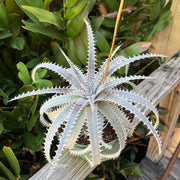 Dyckia grandidentata hybrid