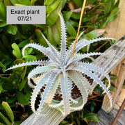 Dyckia grandidentata hybrid