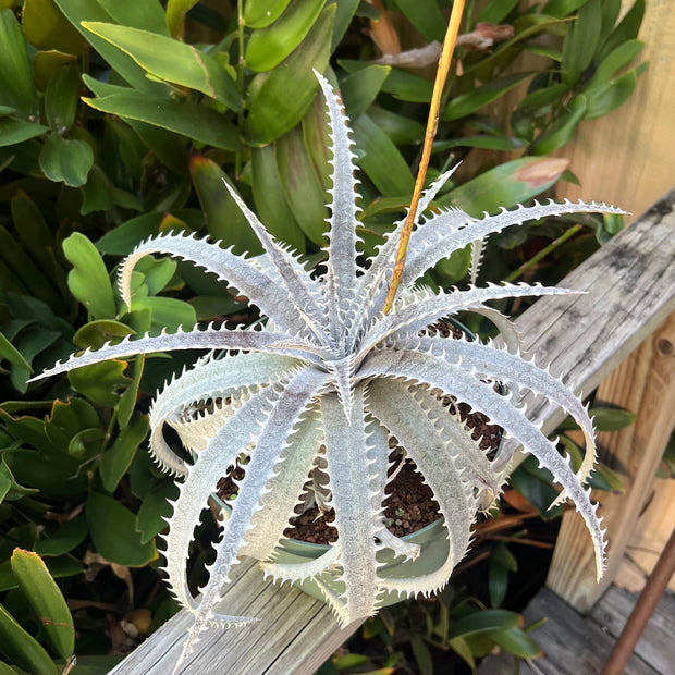 Dyckia grandidentata hybrid