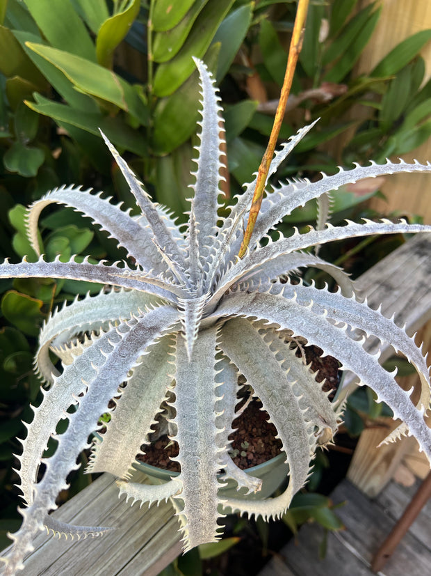 Dyckia grandidentata hybrid