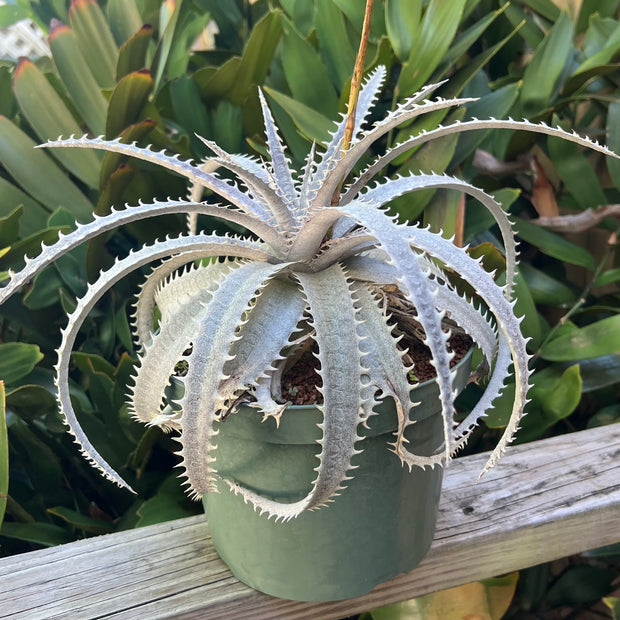 Dyckia grandidentata hybrid
