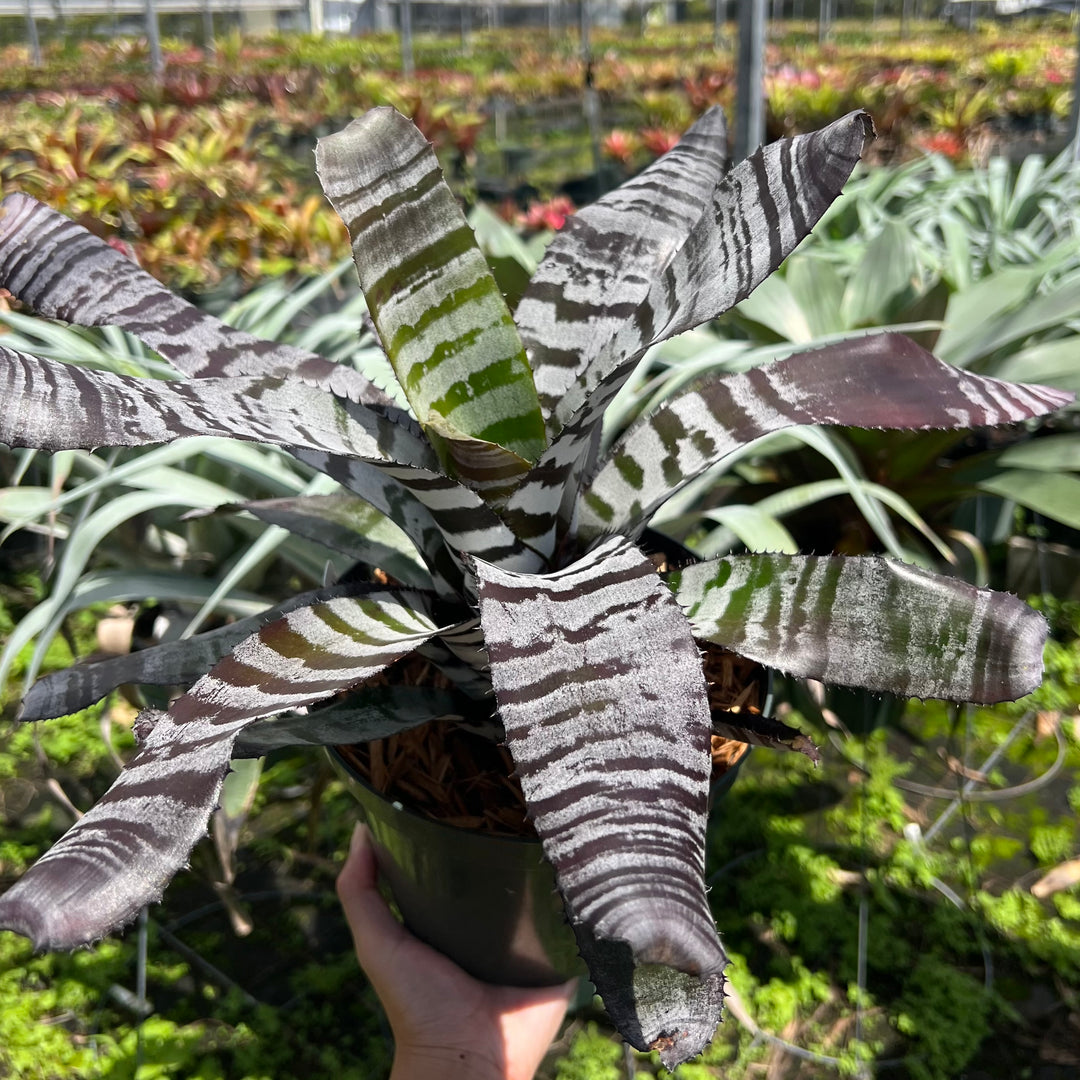 Aechmea chantinii 'Black' – Tropiflora