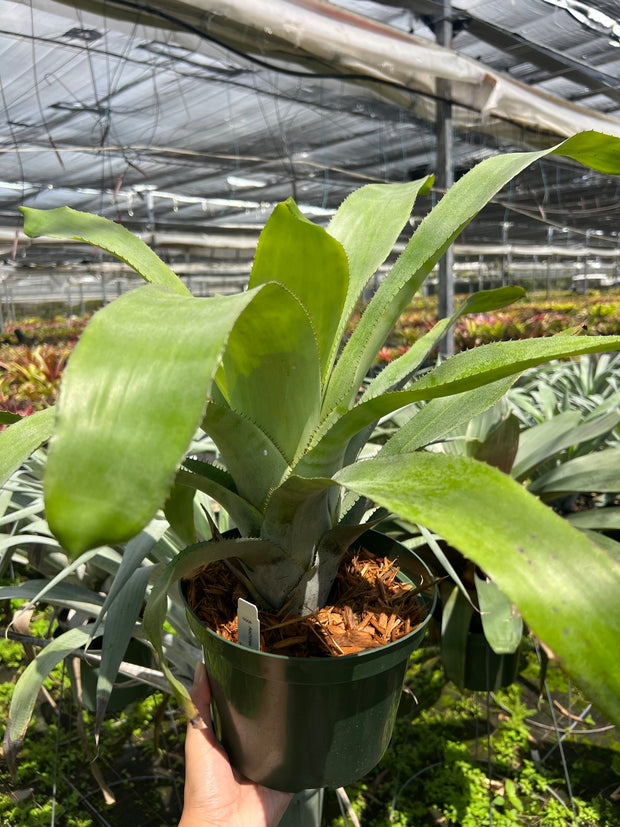 Aechmea 'Yellow Fever'
