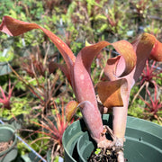 Billbergia 'Bryan'