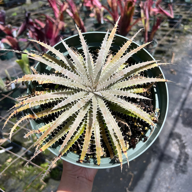 Dyckia delicata Gold Form hybrid